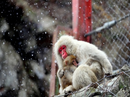 Parcul de maimuțe de zăpadă din Japonia