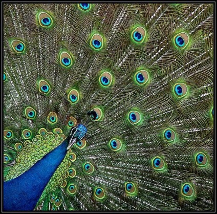 Peacock este o pasăre regală (o fotografie foarte frumoasă a acestei păsări)