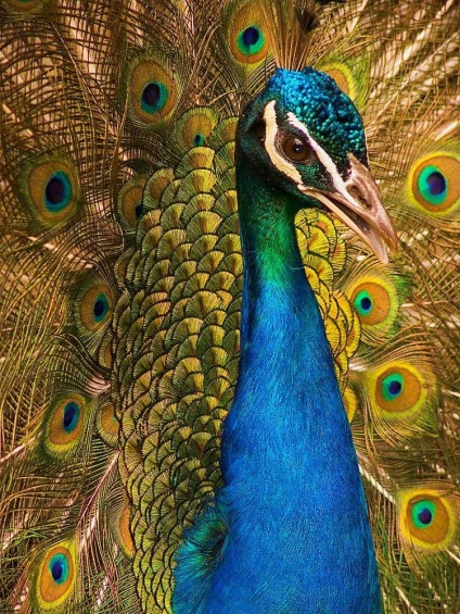 Peacock este o pasăre regală (o fotografie foarte frumoasă a acestei păsări)