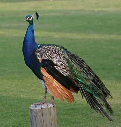 Peacock este o pasăre regală (o fotografie foarte frumoasă a acestei păsări)