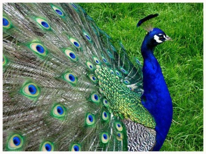 Peacock este o pasăre regală (o fotografie foarte frumoasă a acestei păsări)