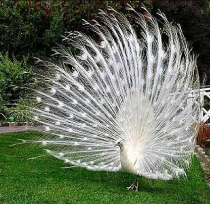 Peacock este o pasăre regală (o fotografie foarte frumoasă a acestei păsări)