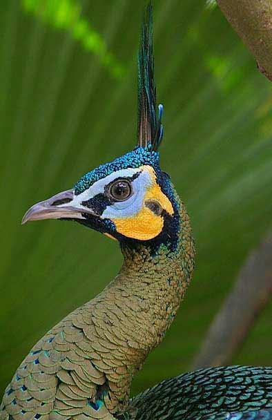 Peacock este o pasăre regală (o fotografie foarte frumoasă a acestei păsări)