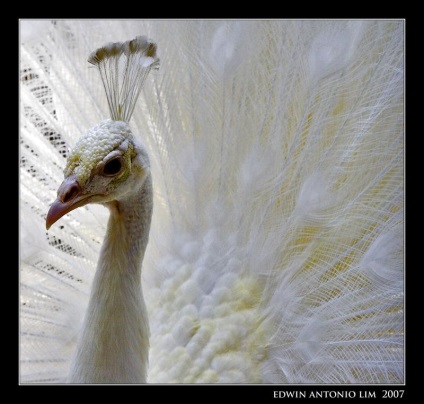 Peacock este o pasăre regală (o fotografie foarte frumoasă a acestei păsări)