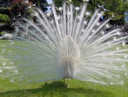 Peacock este o pasăre regală (o fotografie foarte frumoasă a acestei păsări)