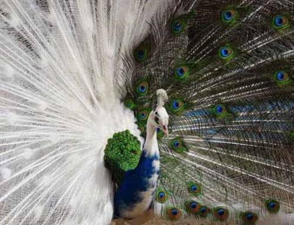 Peacock este o pasăre regală (o fotografie foarte frumoasă a acestei păsări)