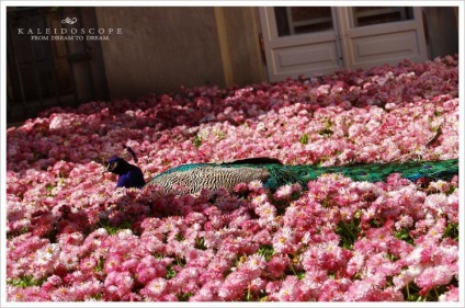 Peacock este o pasăre regală (o fotografie foarte frumoasă a acestei păsări)