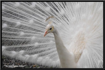 Peacock este o pasăre regală (o fotografie foarte frumoasă a acestei păsări)