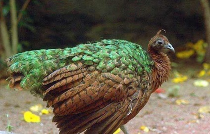Peacock este o pasăre regală (o fotografie foarte frumoasă a acestei păsări)