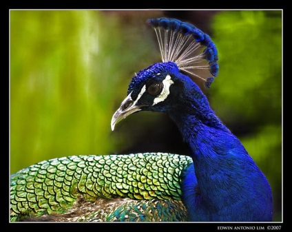 Peacock este o pasăre regală (o fotografie foarte frumoasă a acestei păsări)