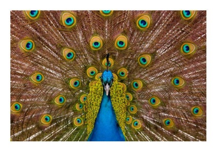 Peacock este o pasăre regală (o fotografie foarte frumoasă a acestei păsări)