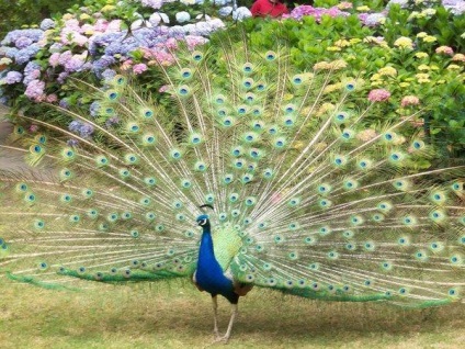 Peacock este o pasăre regală (o fotografie foarte frumoasă a acestei păsări)