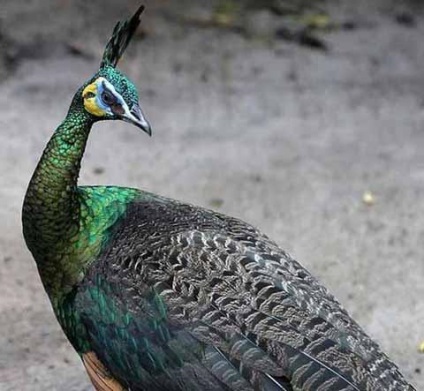 Peacock este o pasăre regală (o fotografie foarte frumoasă a acestei păsări)