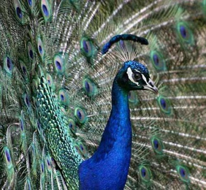 Peacock este o pasăre regală (o fotografie foarte frumoasă a acestei păsări)