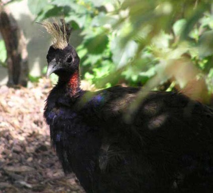 Peacock este o pasăre regală (o fotografie foarte frumoasă a acestei păsări)