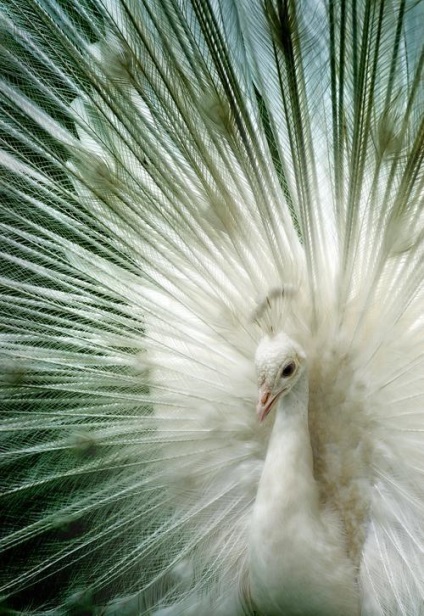 Peacock este o pasăre regală (o fotografie foarte frumoasă a acestei păsări)