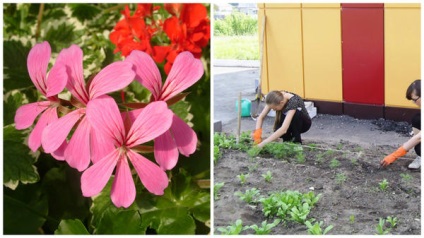 Pelargonium - calea de la sămânță la compoziții