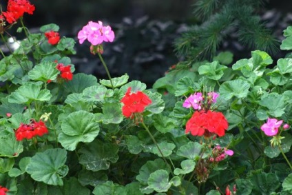 Pelargonium - calea de la sămânță la compoziții