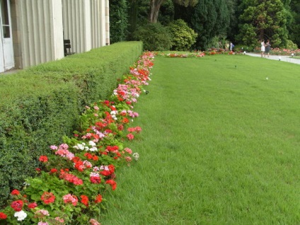 Pelargonium - calea de la sămânță la compoziții