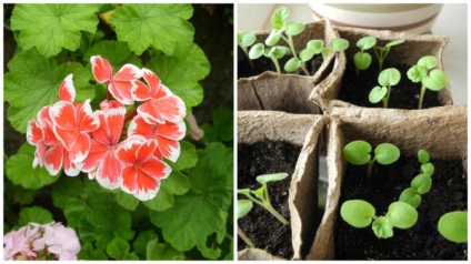 Pelargonium - drumul de la sămânță la compoziții