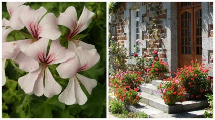 Pelargonium - calea de la sămânță la compoziții