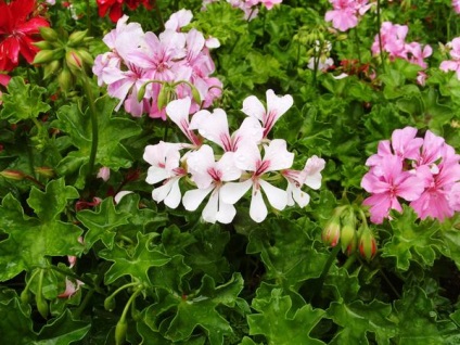 Pelargonium - drumul de la sămânță la compoziții