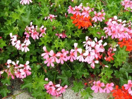 Pelargonium - calea de la sămânță la compoziții