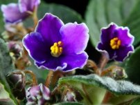 Пеларгонія і герань - різні рослини, квіти в будинку (садиба)