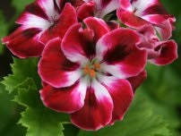 Pelargonium és Geranium - különböző növények és virágok a házban (villa) (növények) Pelargonium és Geranium - különböző növények és virágok a házban (villa)