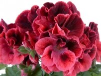 Pelargonium și geranium - plante diferite, flori în casă (gospodărie)