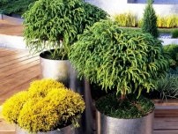 Пеларгонія і герань - різні рослини, квіти в будинку (садиба)