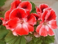 Pelargonium és Geranium - különböző növények és virágok a házban (villa) (virág) Pelargonium és Geranium - különböző növények és virágok a házban (villa)