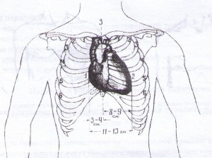 Percuția inimii, regulile de percuție, diametrul relativ de maturitate a inimii, definirea limitelor