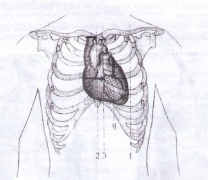 Перкусія серця, правила перкусії, діаметр відносної тупості серця, визначення меж