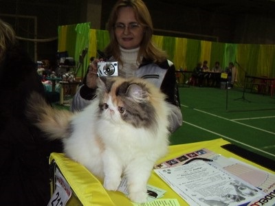 Pisici persane - despre rasele de pisici - articole despre pisici