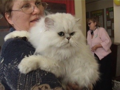 Перські кішки - про породи кішок - статті про кішок