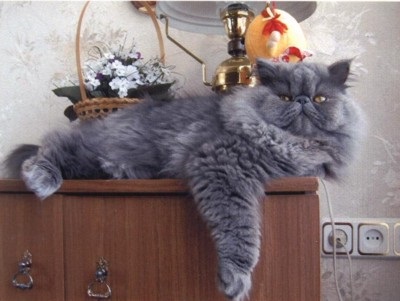 Perzsa macskák - a faj macskák - árucikkek macskákról
