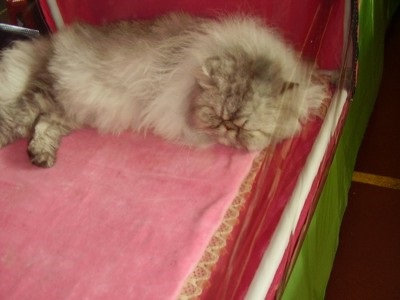 Pisici persane - despre rasele de pisici - articole despre pisici