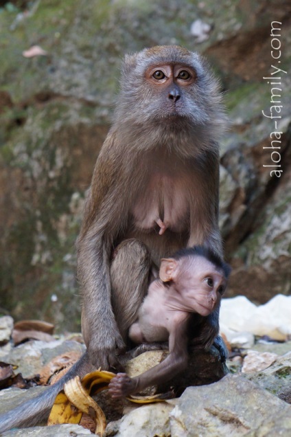 Печери Бату (batu caves) - незвичайні пам'ятки Куала Лумпур - aloha family