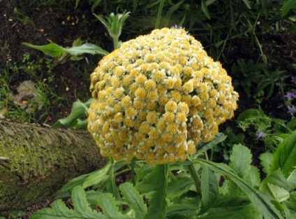 Descrierea Pyrethrum, specii populare și soiuri, utilizare