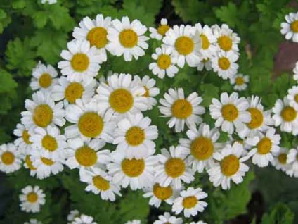 Pyrethrum de plantare și de îngrijire, specii și soiuri, foto