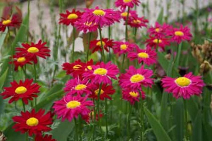 Pyrethrum de plantare și de îngrijire, specii și soiuri, foto