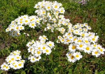 Pyrethrum de plantare și de îngrijire, specii și soiuri, foto