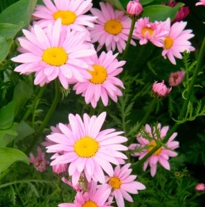 Pyrethrum Pyrethrum