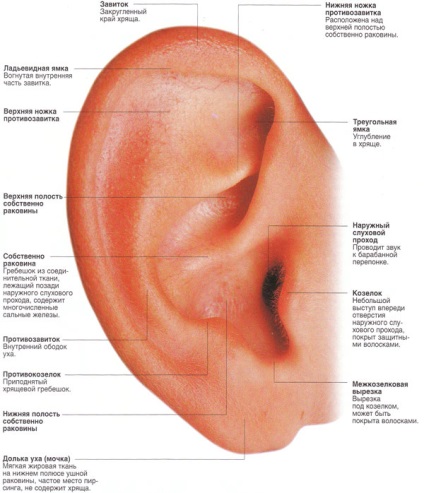 Пірсинг верхній частині вуха - відповіді і питання