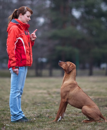 Alimente otrăvitoare la câini simptome, tratament, prevenire - știri despre animalele din lumea oamenilor