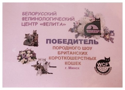 Căsătoria britanicilor de pisici scurte la murrcat belarus, минск
