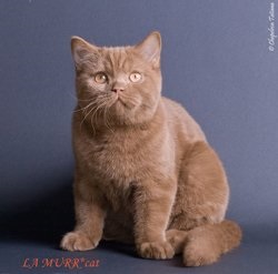 Розплідник британських короткошерстих кішок la murrcat беларусь, минск