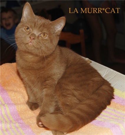 Розплідник британських кішок la murrcat