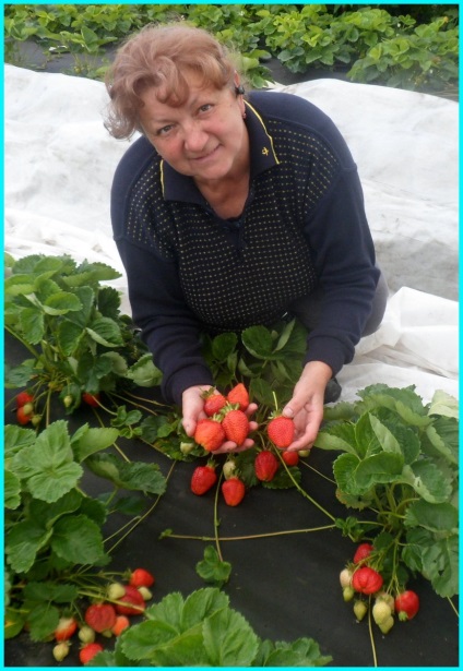 Canisa de căpșuni cu zmeură oferă material de plantare de mure, bouncy, ruff zmeură,